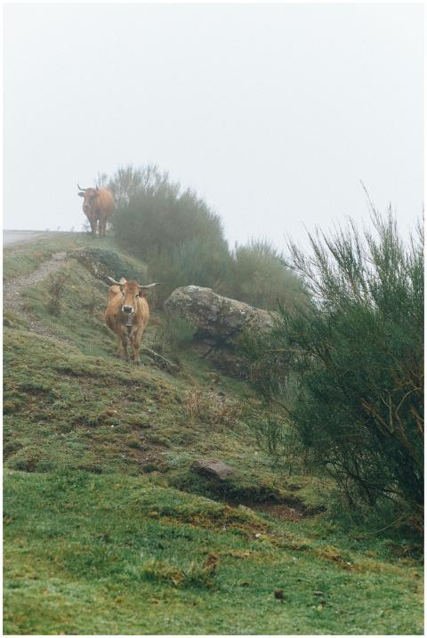 Two cows graze peacefully on a foggy hillside, sur