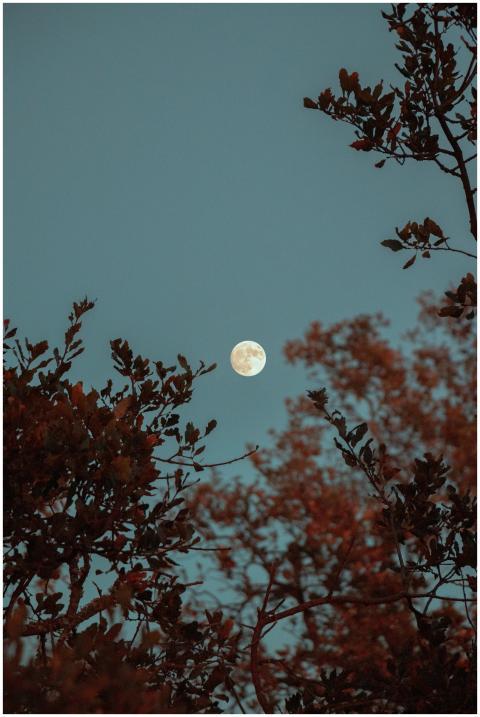 Captivating full moon framed by silhouetted tree b