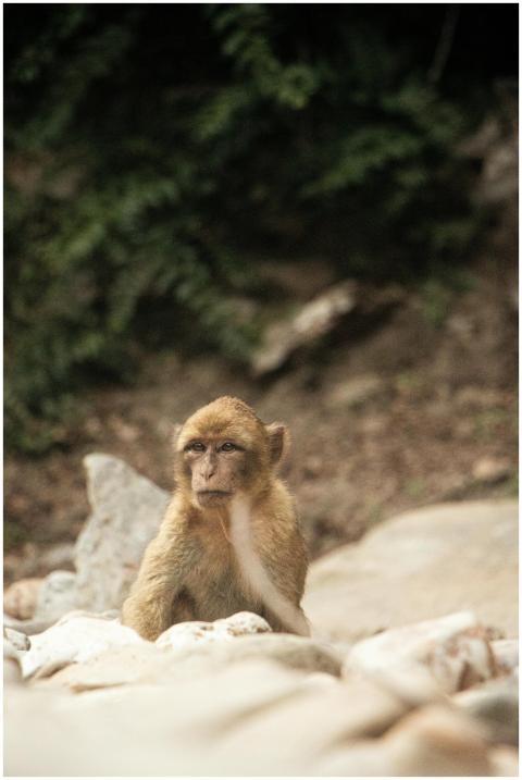 Barbary macaque sitting among rocks in Jijel, Alge