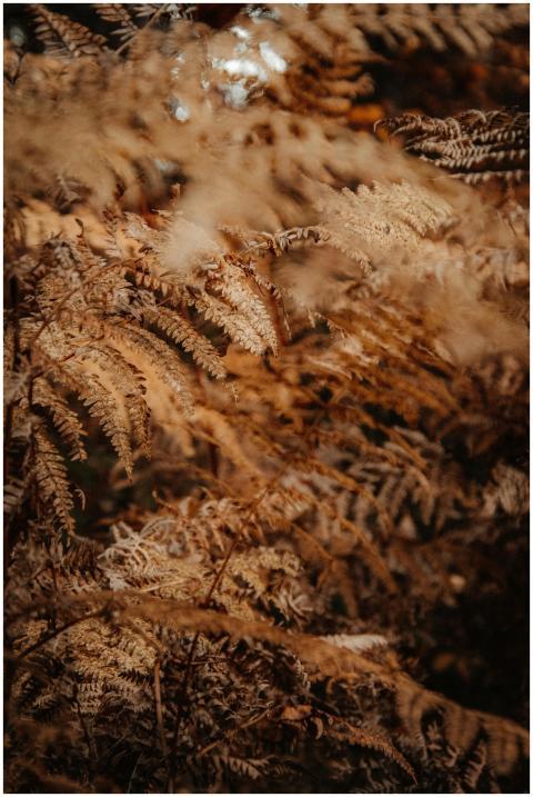 Close-up of autumn fern leaves in warm, earthy col