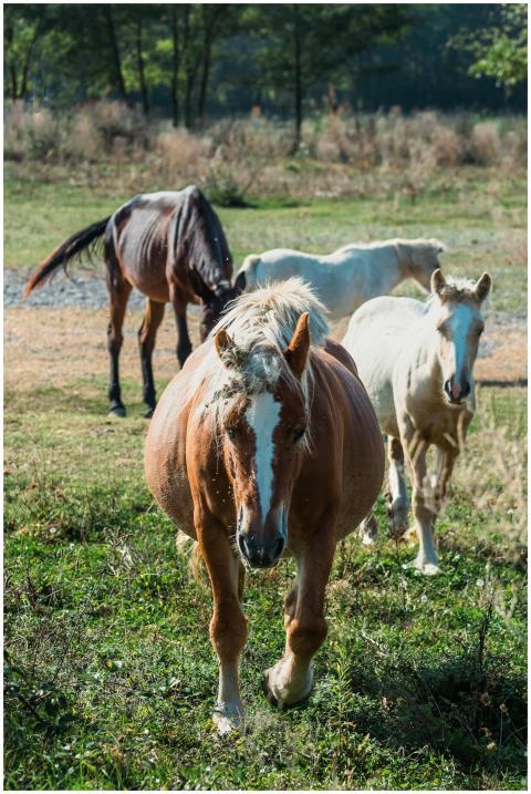 Beautiful horses in a serene pasture during a sunn