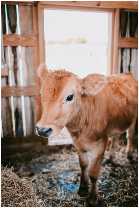 A young calf stands inside a rustic wooden barn, s