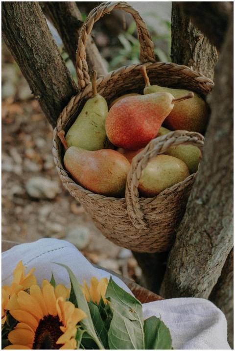 A wicker basket of pears hangs on a tree, beside a