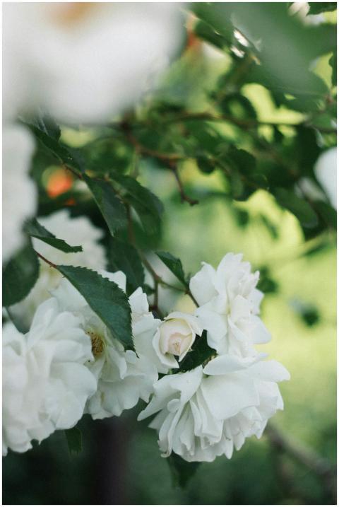 A beautiful close-up of white roses blooming amids
