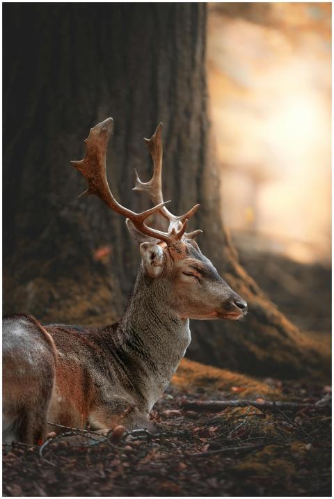 Calm fallow deer with majestic antlers sitting pea