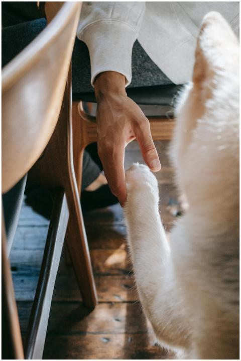 From above of crop unrecognizable male holding paw