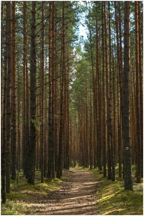 Tranquil forest trail surrounded by tall trees, pe