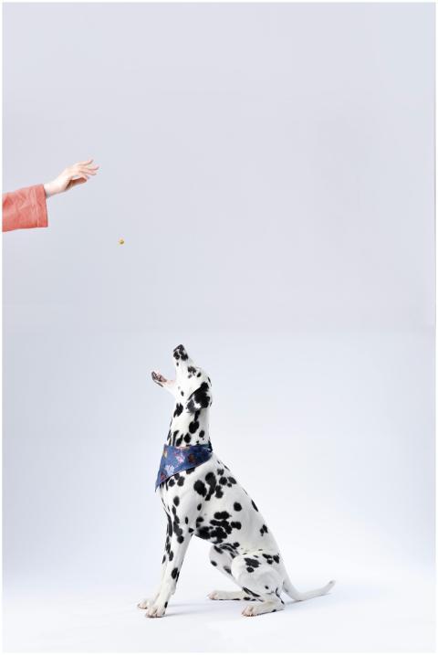 Dalmatian dog catching a treat tossed by a hand in