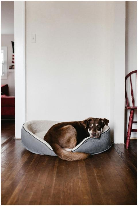 Adorable brown dog resting in a cozy bed on a hard