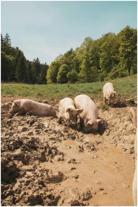White pigs playfully wallowing in mud on a sunny d
