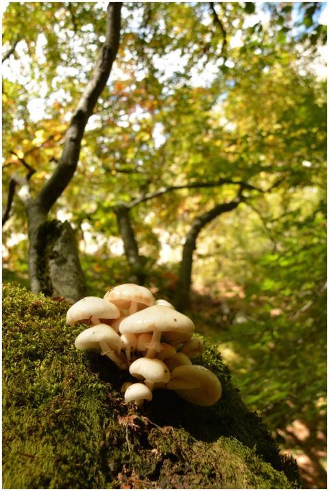 Autumn forest scene with mushrooms growing on moss