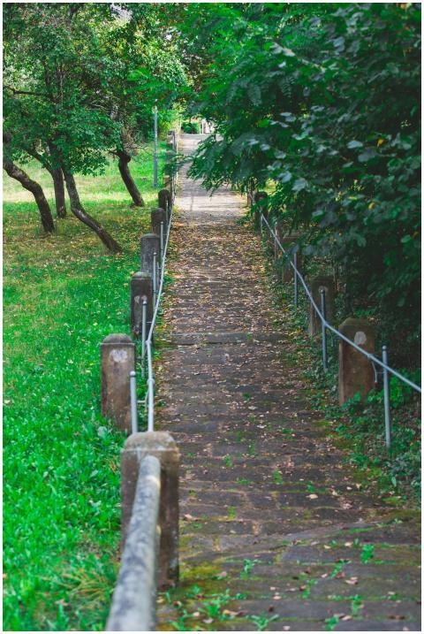 Idyllic forest pathway surrounded by lush greenery