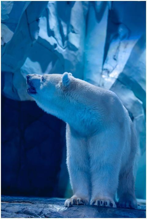 Stunning shot of a polar bear in an icy cave setti