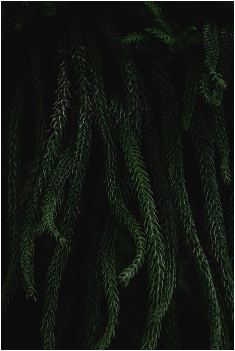 Dark lush foliage in Helsinki's vibrant garden set