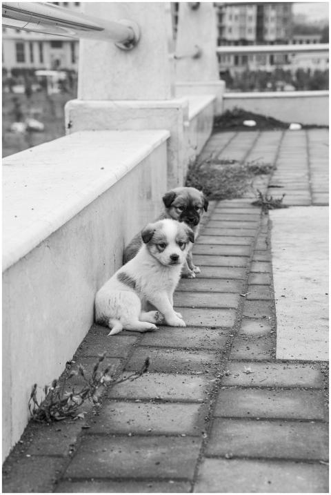 Two cute puppies sitting on a city rooftop in a bl