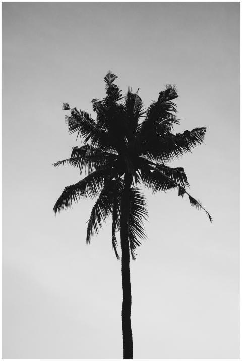 Monochrome silhouette of a tall palm tree against