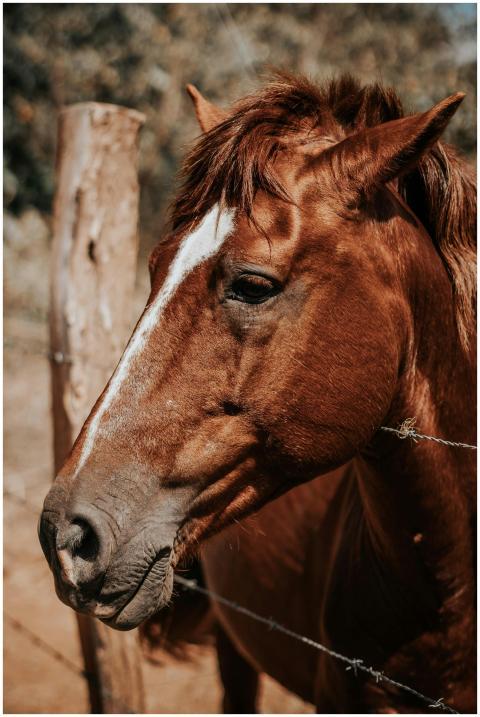 A detailed side view of a brown horse near a woode