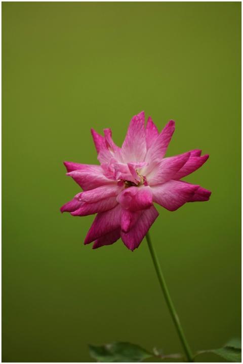 Close-up of a vibrant pink flower with delicate pe