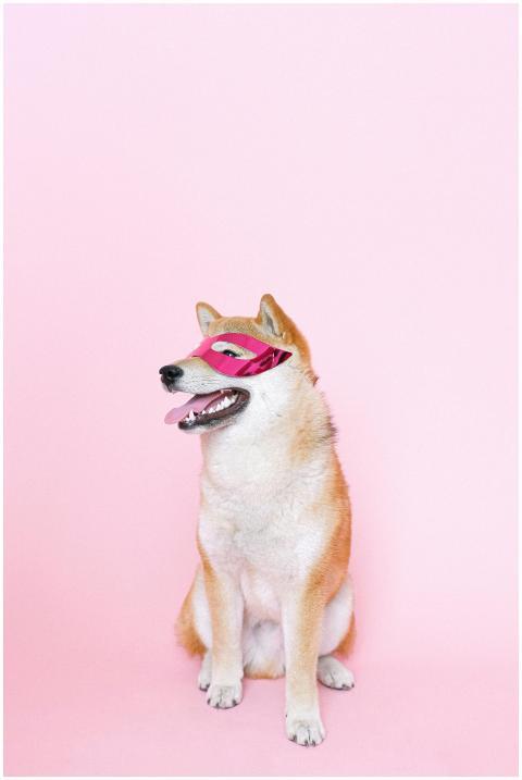 Charming Shiba Inu dog wearing a pink mask, lookin