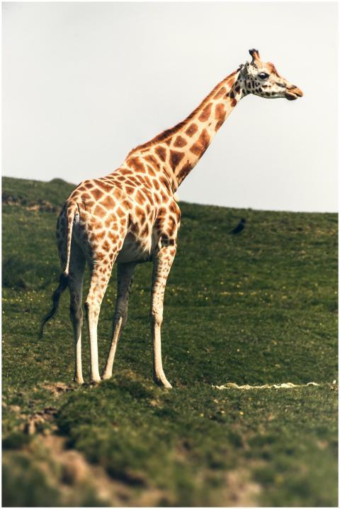 Tall giraffe with spotted coat in a lush green fie
