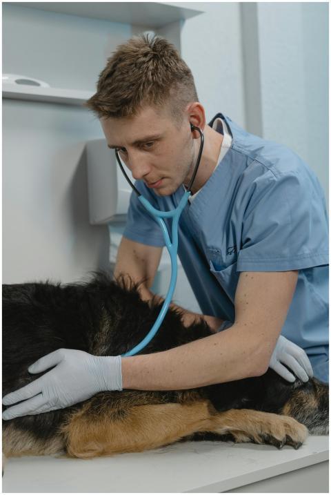 A vet in blue scrubs performs a checkup on a dog u