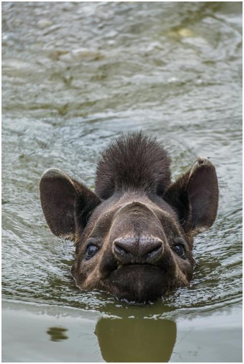 A tapir swims in a river in Sopo, Colombia, showca