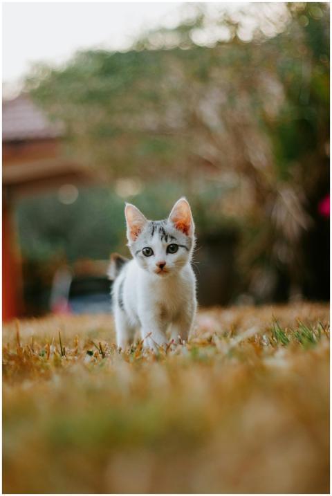 Adorable kitten walking through autumn grass, show