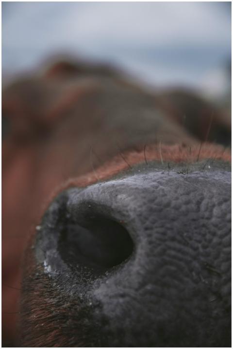 Detailed macro shot of a cow's nose capturing text