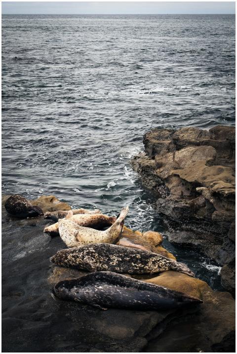 Group of seals lounging on rocky seaside, showcasi
