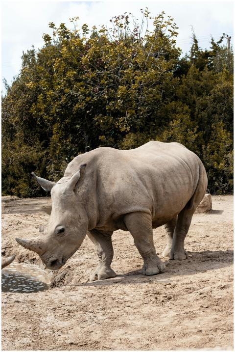A critically endangered Northern White Rhino in it
