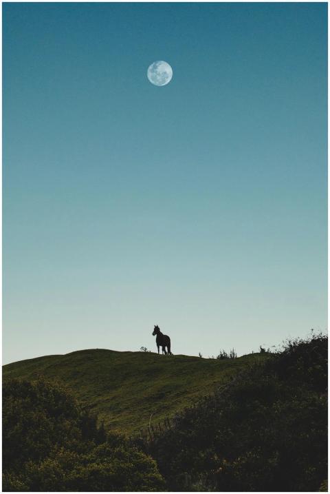 A solitary horse stands on a hilltop under a full