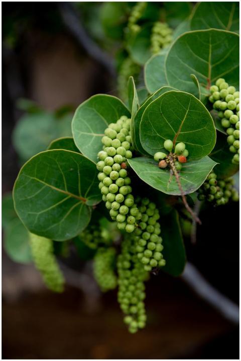 Coccoloba uvifera with green bunches of berries gr