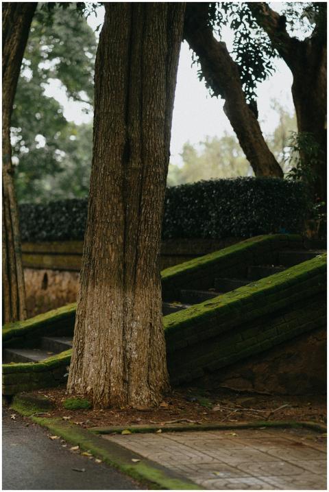 A tranquil outdoor scene featuring moss-covered st