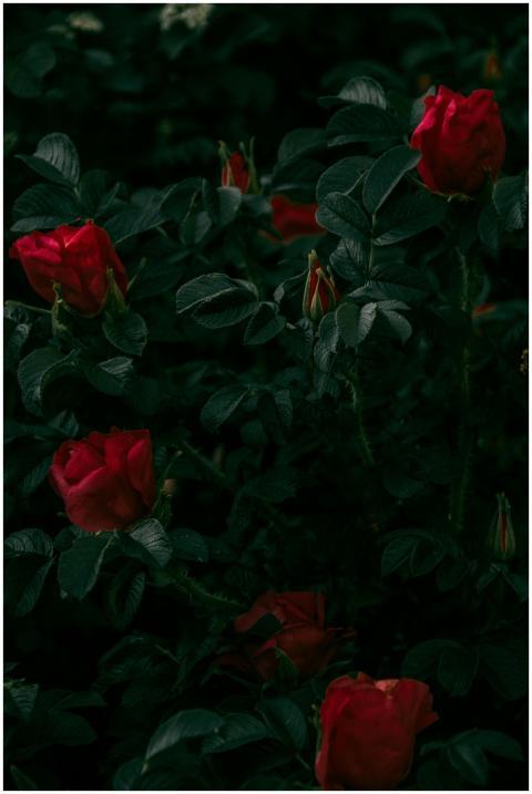 Captivating dark-themed image of vibrant red roses