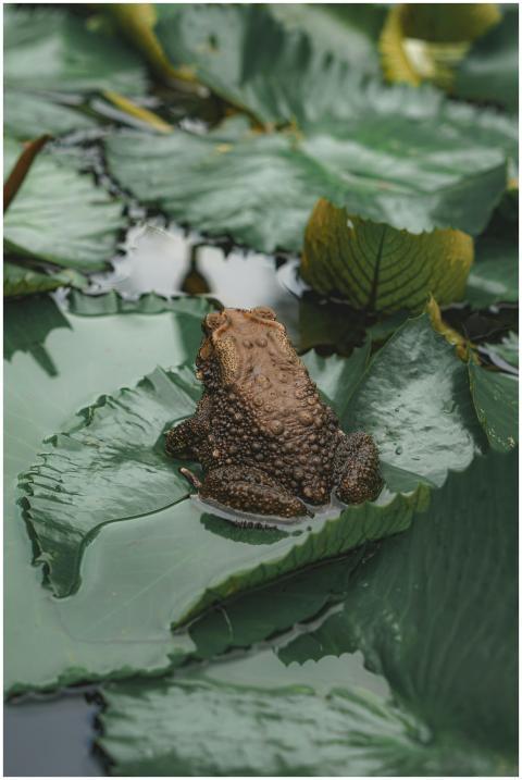 A close-up view of a brown frog resting on lush gr