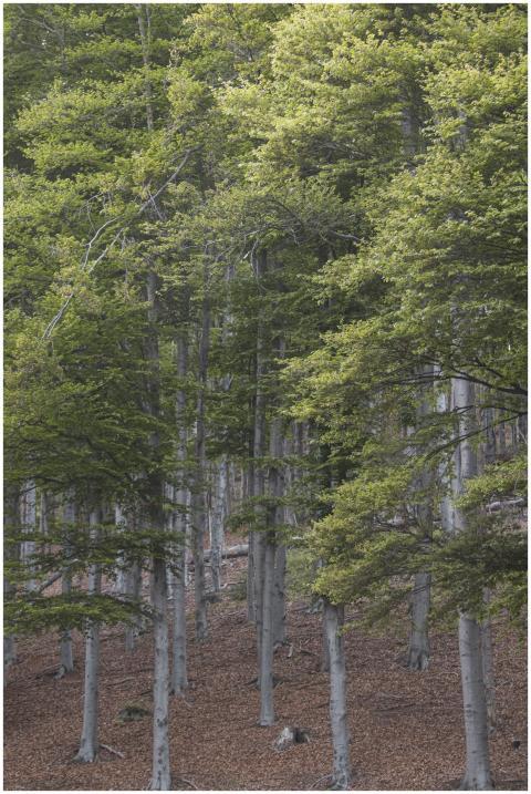 Tranquil beech forest in Mottarone, Piemonte, show