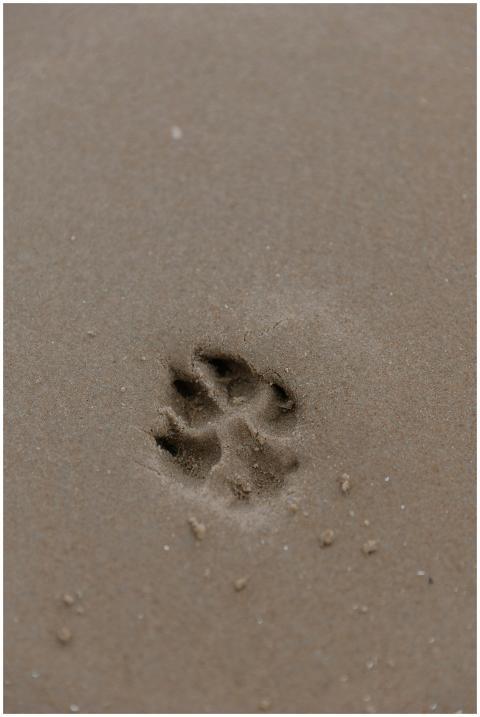 Close-up of a single dog paw print in wet sand, ca