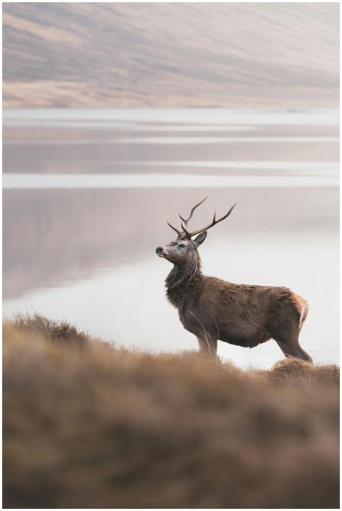 Serene autumn scene of a red deer near a calm lake