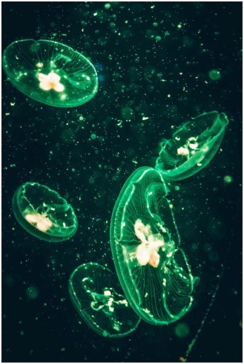 Vibrant green jellyfish illuminating the dark unde