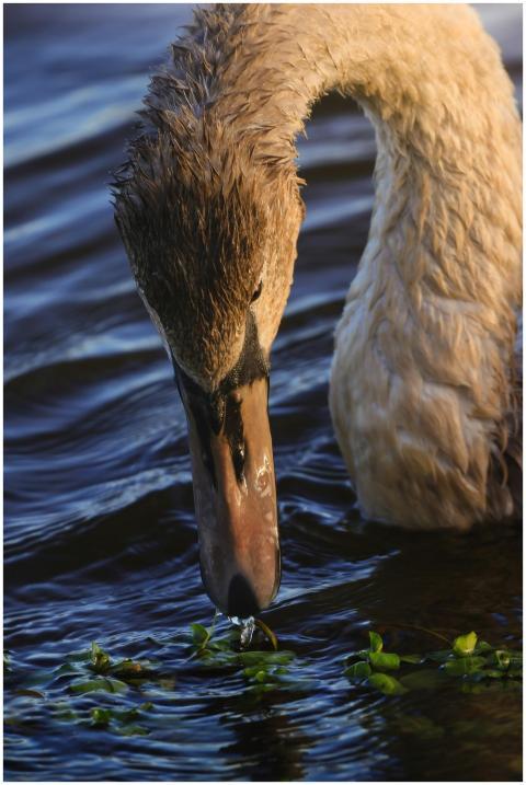 Elegant swan eating aquatic plants in a calm, sunl