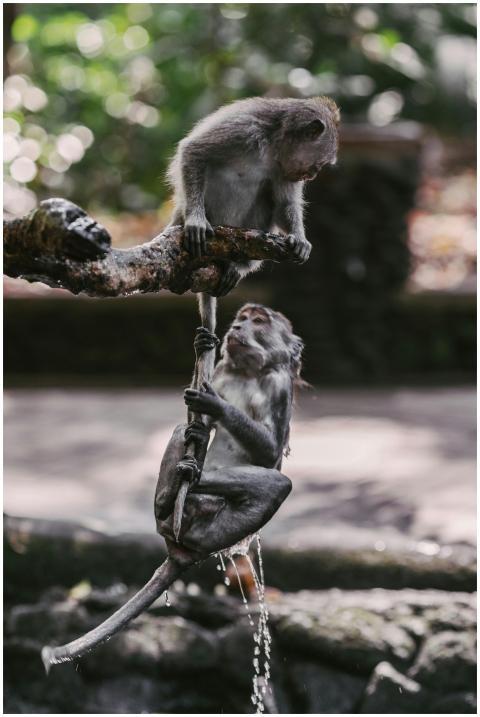 Two macaques playing on a tree branch in their nat