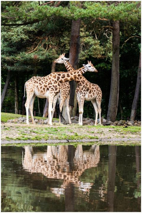 Free stock photo of european zoo, giraffe, giraffe