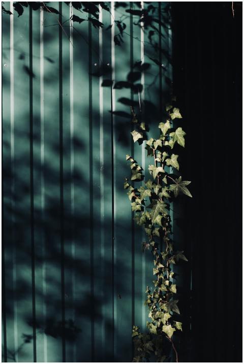 Green ivy leaves creating intricate shadows on a s