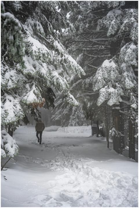 A lone figure walks through snow-covered trees in
