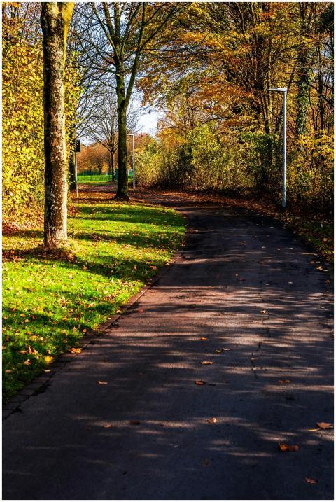 Peaceful park pathway in autumn with golden leaves
