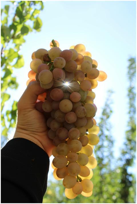 Hand holding a bunch of grapes with sunlight glint