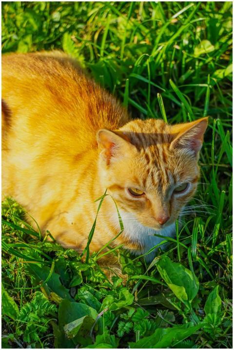 Playful ginger cat basking in sunlit green grass o