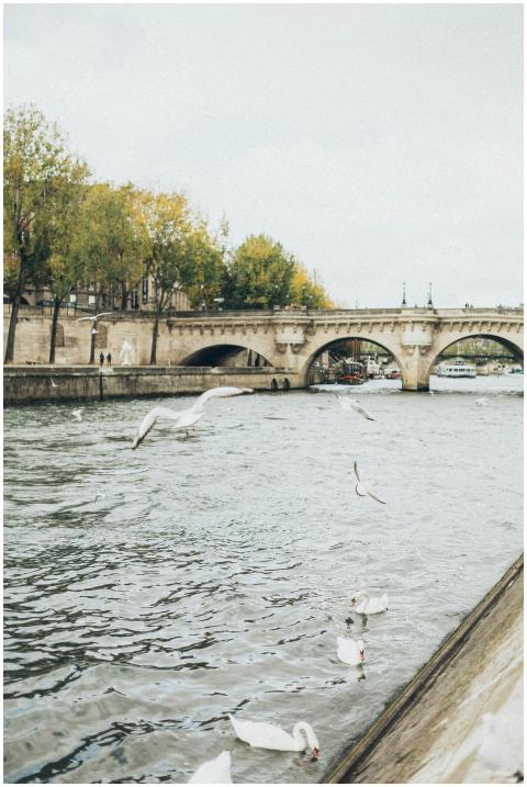 Serene view of swans and seagulls on the Seine Riv