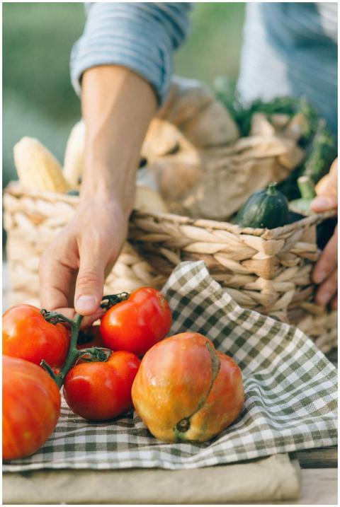 A person picking fresh organic tomatoes from a gar