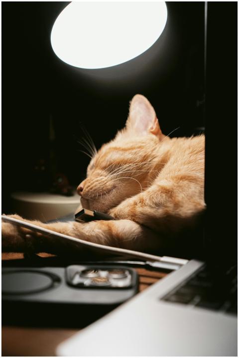 Adorable ginger cat peacefully sleeping under a wa